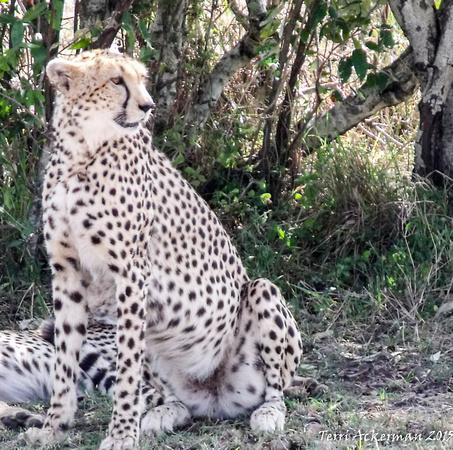 Watchful Cheetah
