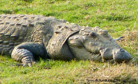 Crocodile Smirk