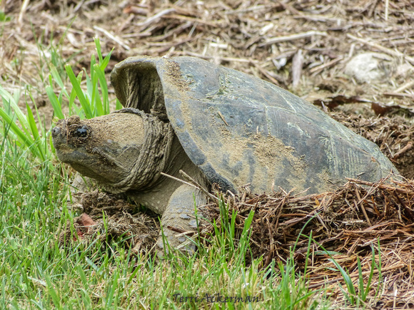 Snapper Laying Eggs
