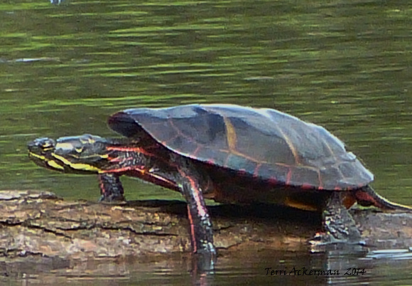 Large Painted Turtle