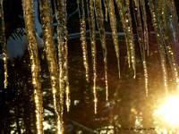 Icicles at Sunset