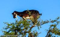 Tree-Climbing Goat, Morocco