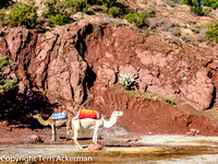 Camels and Red Rocks
