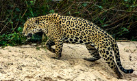 Jaguar on the Hunt