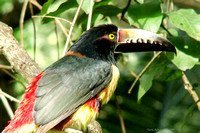 Aracari Toucan