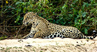 Jaguar of Pantanal