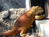 Iguana Galapagos