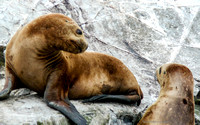 Seal Talk