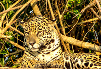 Jaguar, King of Pantanal