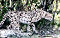 Cheetah Stalk