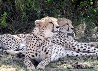 Cheetahs Rest in the Shade