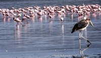 Pink Flamingos and Stork