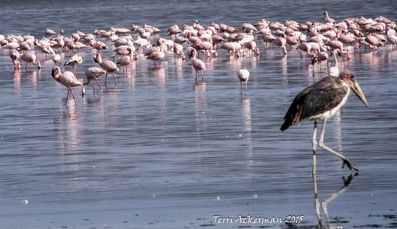 Pink Flamingos and Stork