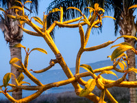 Galilee Golden Tree
