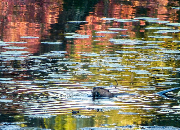Beaver in Autumn Waves