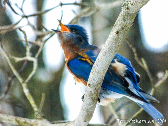 Bluebird Squawk