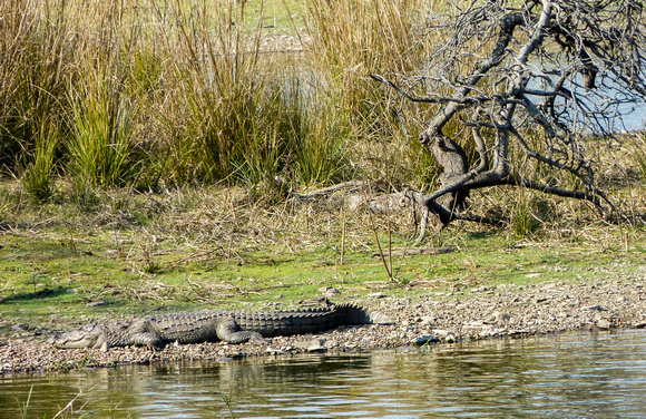 Croc by the Water