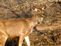 Sambur Deer