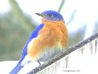 Bluebird Bright