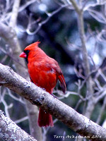 Late Winter Cardinal