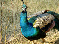 Peacock Brilliance