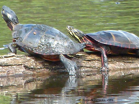 Painted Turtles