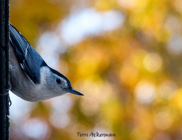 Nuthatch in Autumn