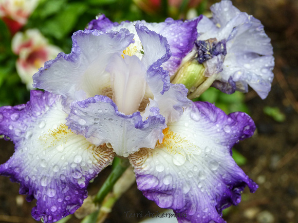 Purple and White iris