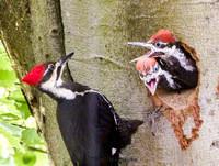 Pileated WP with Babies