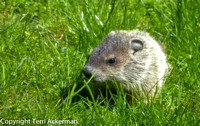 Baby Groundhog's First Look