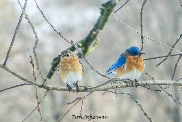 Bluebirds in Love (?)