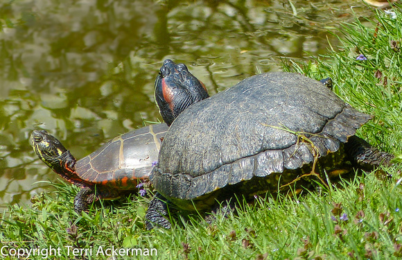 Red Eared & Painted Turtles