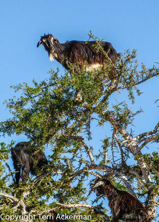 Moroccan Goats in Argan Tree