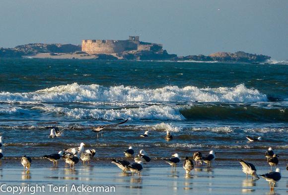 Gulls and Prince's Fortress
