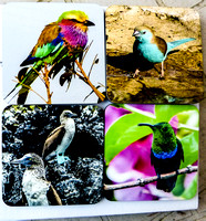 ...........Birds of the World............. 4-Coaster Set $29.95