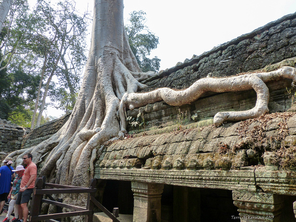 Banyon Roots on Roof