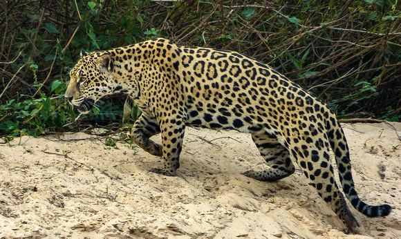 Jaguar on the Hunt