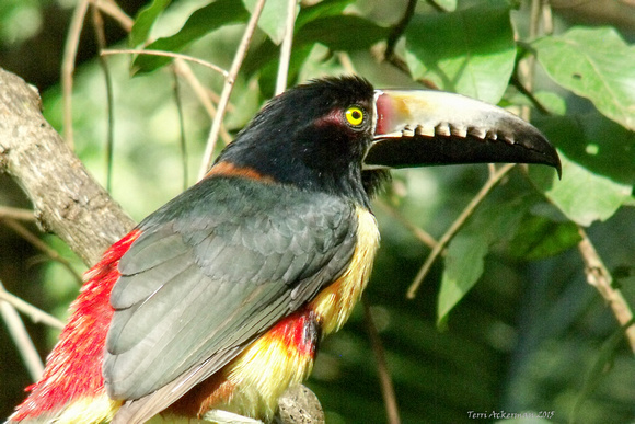 Aracari Toucan