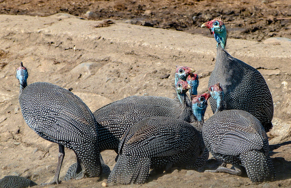 Guineau Fowl