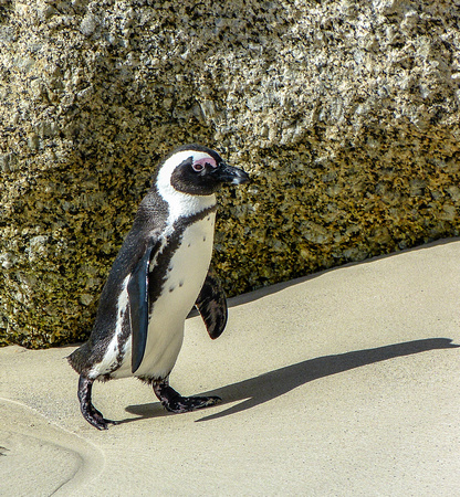Penguin at Boulders Beach, South Africa