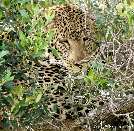 Leopard in Camoflage