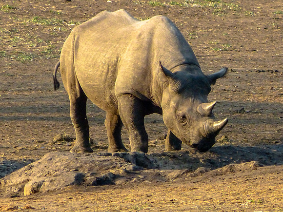 "Wide" Rhino