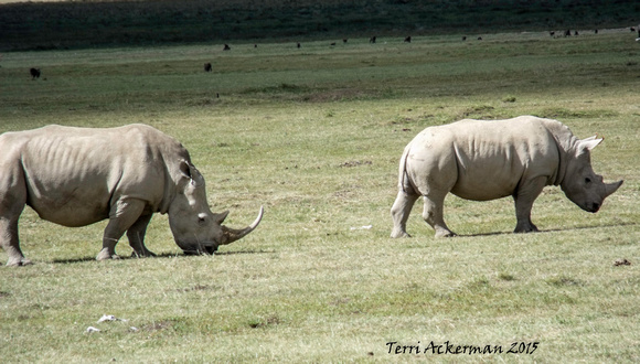 Rare White Rhino
