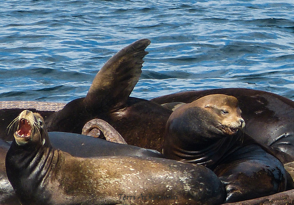 Seattle Seal Roaring