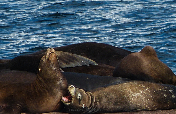 Loving Seals