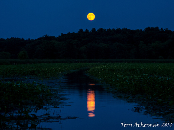 Great Meadows Moonrise